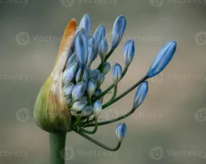 Agapanthus: Standort und Pflege – Schmucklilien richtig kultivieren – optimaler Standort, Gießen, Düngen und Überwintern