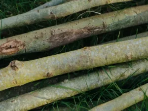 Akazien-Gartenmöbel – Pflege – Holzmöbel aus Akazie reinigen, ölen und vor Witterung schützen