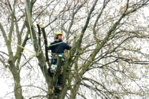 Baum schneiden – Anleitung – Bäume richtig schneiden – Anleitung zu Zeitpunkt, Schnitttechnik und passenden Werkzeugen