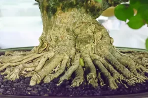 Benjamini schneiden – Anleitung – Ficus Benjamini richtig schneiden – Zeitpunkt, Technik und Pflege nach dem Rückschnitt