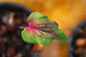 Caladium richtig pflegen – Caladium-Pflege: Standort, Gießen, Düngen und Überwinterung der tropischen Pflanze