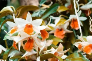 Coelogyne – Pflege – Standort, Temperatur, Gießen und Ruhephase der Orchidee