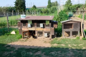 Entenstall selber bauen – Anleitung – Einen sicheren und praktischen Stall für Enten planen und bauen