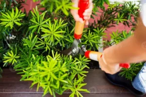 Pflege der Buntnessel – Standort, Gießen, Düngen und Schneiden für kräftige und farbenfrohe Pflanzen