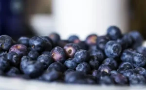 Pflege von Heidelbeeren – So werden Heidelbeeren richtig gepflanzt, gegossen, gedüngt und geschnitten