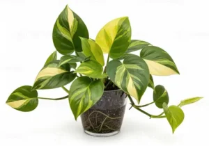 Philodendron Jose Buono: Pflege – Standort, Gießen und Düngen für eine gesunde Zimmerpflanze