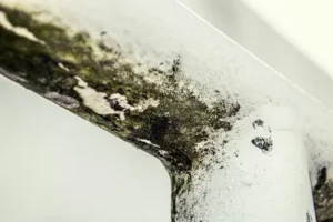 Was hilft bei Schimmel an der Wand? Ursachen erkennen, Schimmel richtig entfernen und erneuten Befall vermeiden
