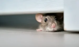 Wie bekommt man eine Maus aus der Wohnung? Mäuse schonend vertreiben und erneutes Eindringen verhindern