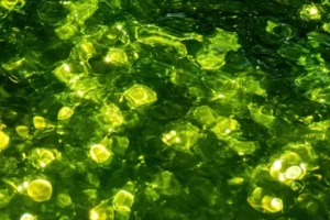 Wie viel Wasser braucht Salbei? Richtiges Gießen und optimale Pflege für gesunden Salbei