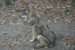 Wolf Fehler 61 – Bedeutung des Fehlercodes und mögliche Ursachen bei Heizgeräten