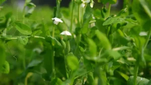 Womit Erbsen düngen? Welche Dünger sich für Erbsen eignen und welche Nährstoffe die Pflanzen wirklich benötigen